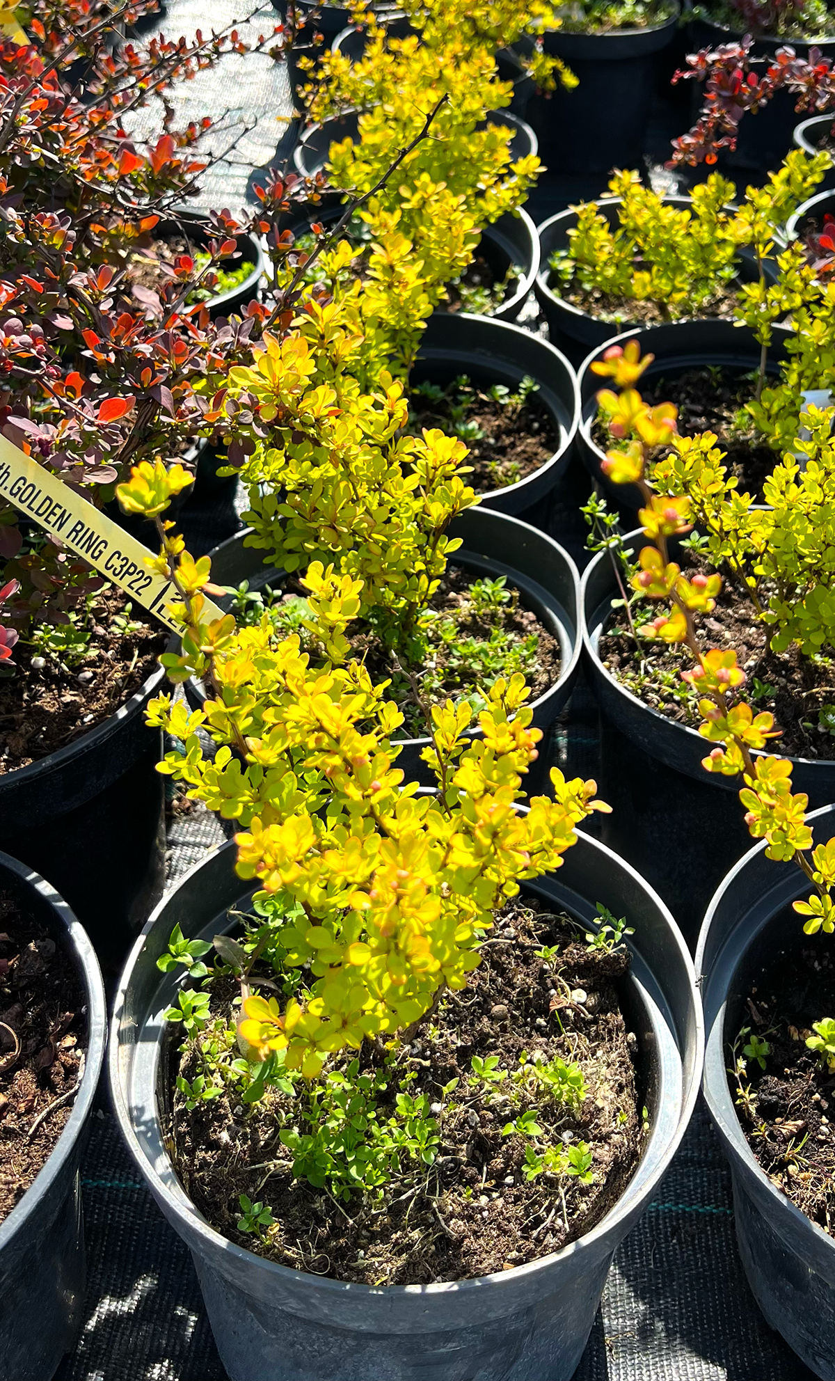 Berberis aurea