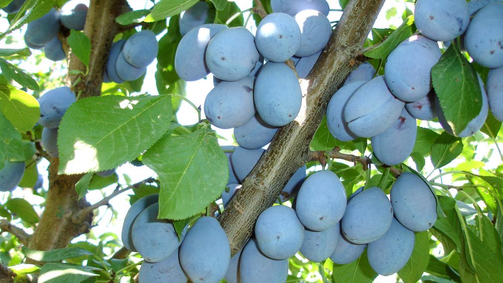 Cel Mai Bun Soi De Prune Pentru țuică A Fost Uitat De Fermieri Dar Cercetătorii Ii Păstrează Gena Cu Sfințenie
