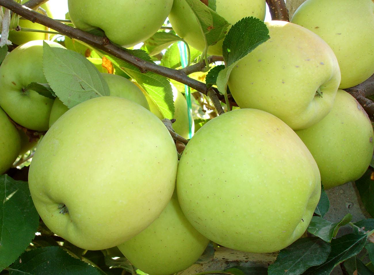 Auriu De Bistriţa Zdravăn