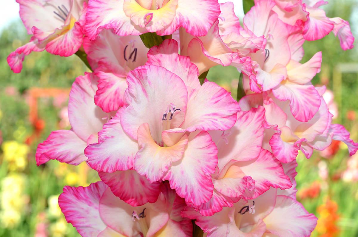 Priscilla | Zdravăn