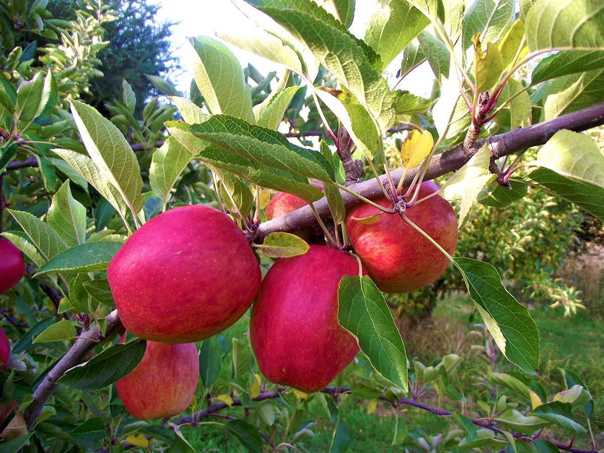 Braeburn Zdravăn