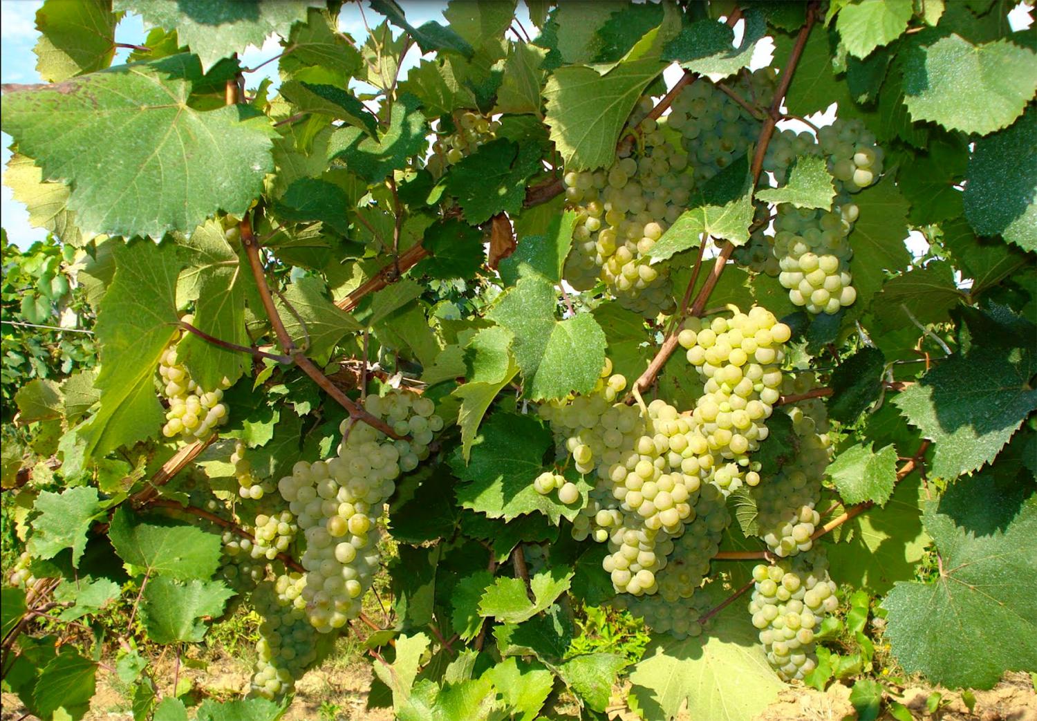 Aligote Zdravăn