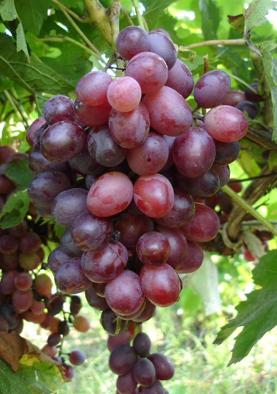 Vita De Vie Neagra De Masa Suvenir Gardenexpert Ro