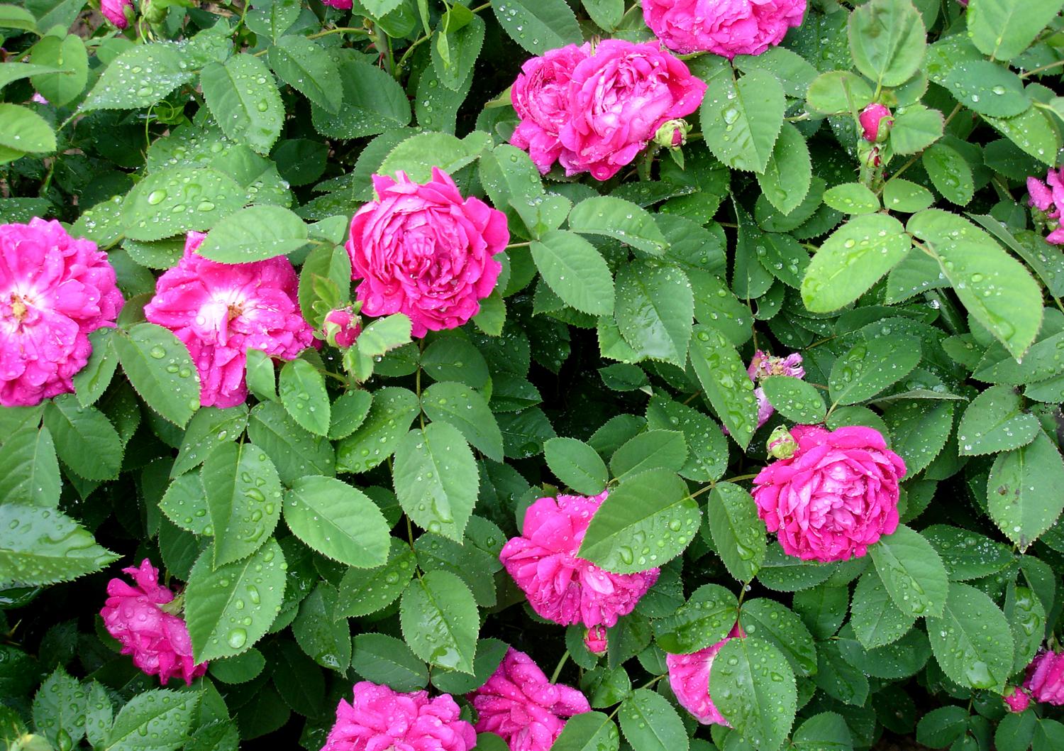 Rose De Rescht Trandafir De Dulceaţă Zdravăn