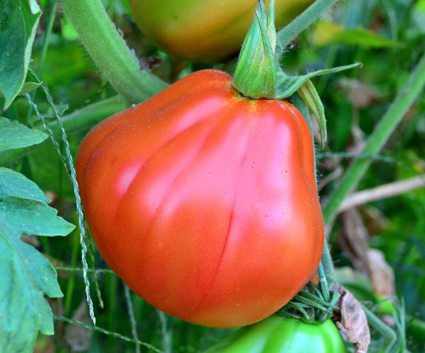 Inimă De Bou Zdravăn