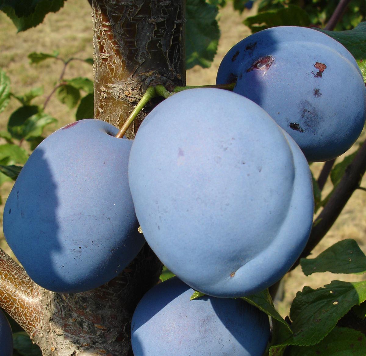 Record Zdravăn