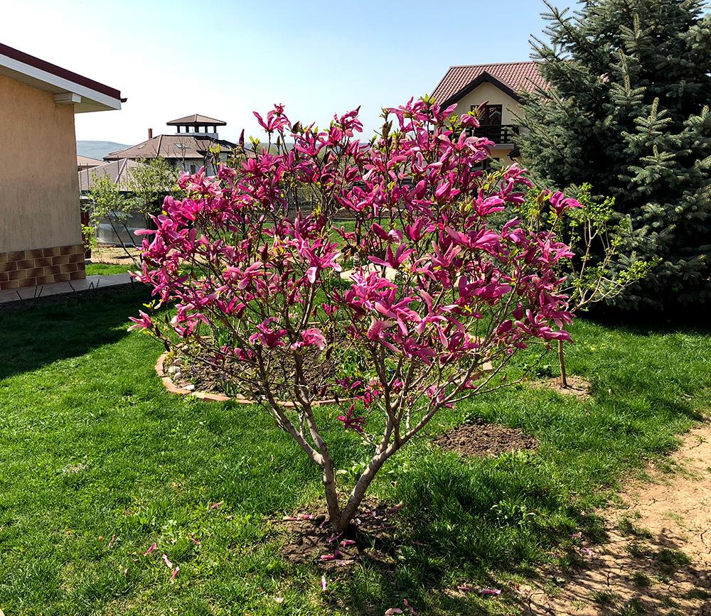 Magnolia Zdravăn