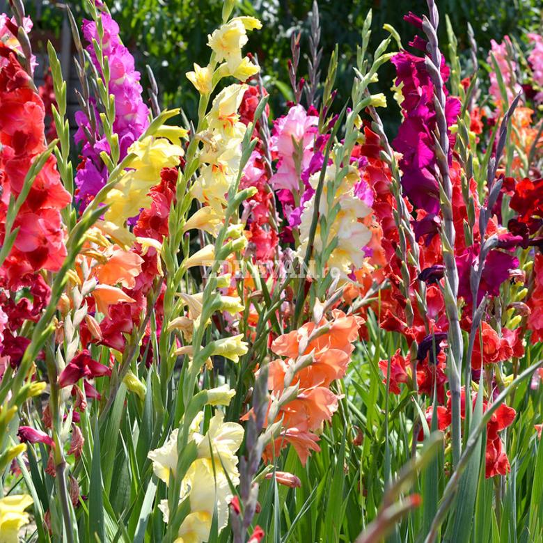 Gladiole Mix Zdravăn