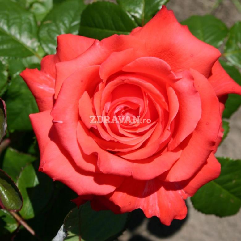 Testa Rosa