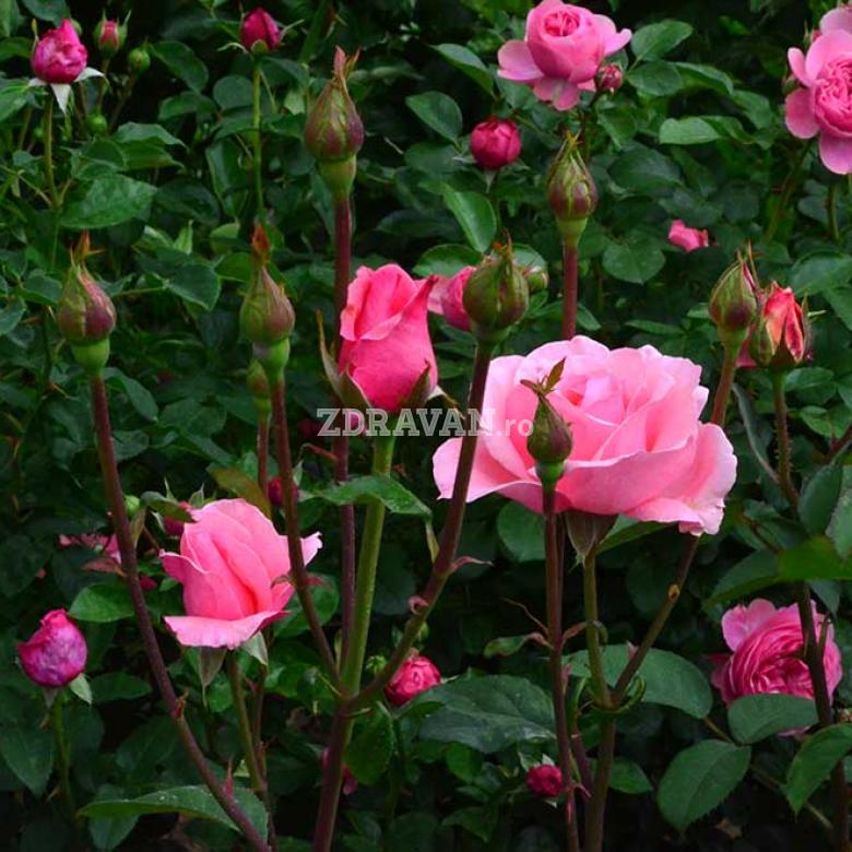 trandafiri roz