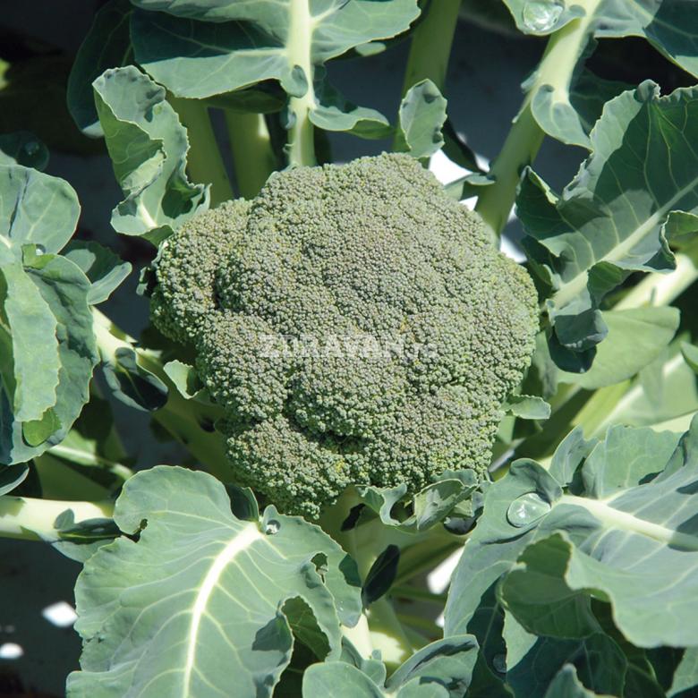 Brocolli