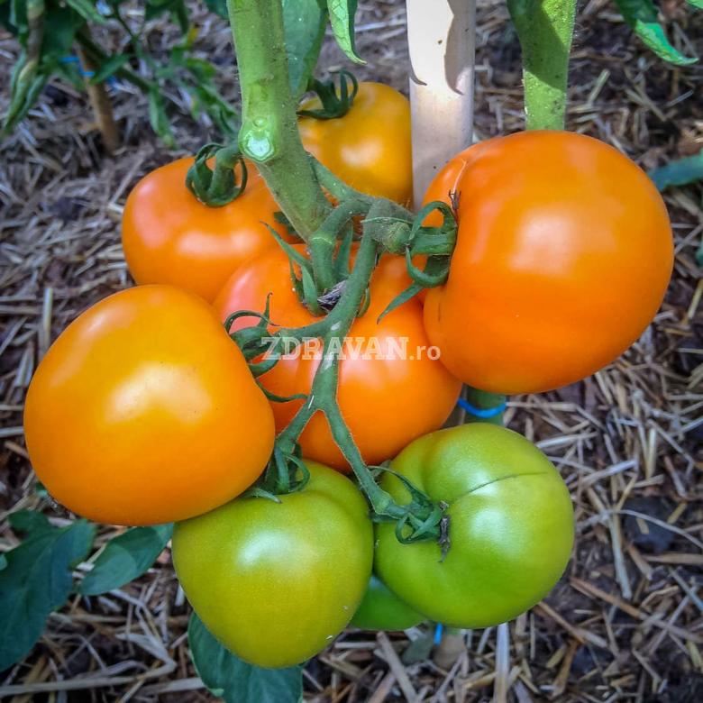 Tomate portocalii