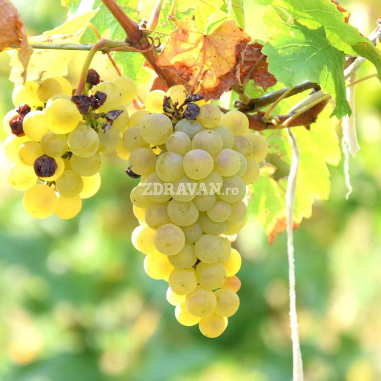 Chardonnay