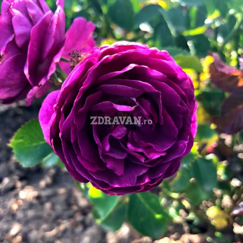 trandafir magenta