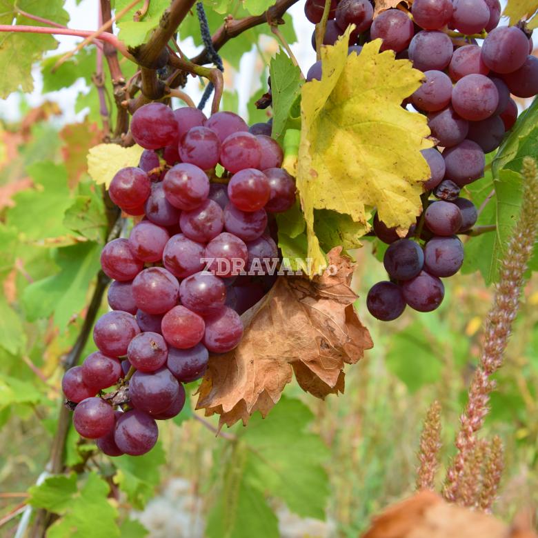 Chasselas rose