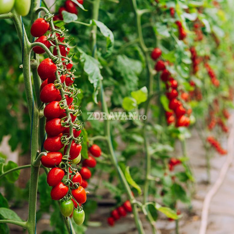 rosii cherry prunisoare