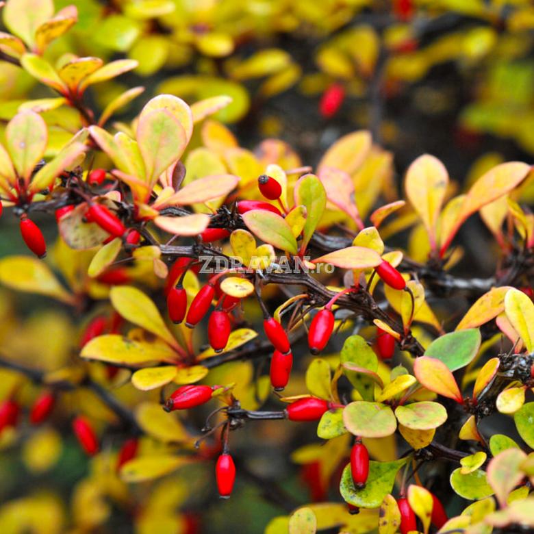 fructe de Berberis aurea