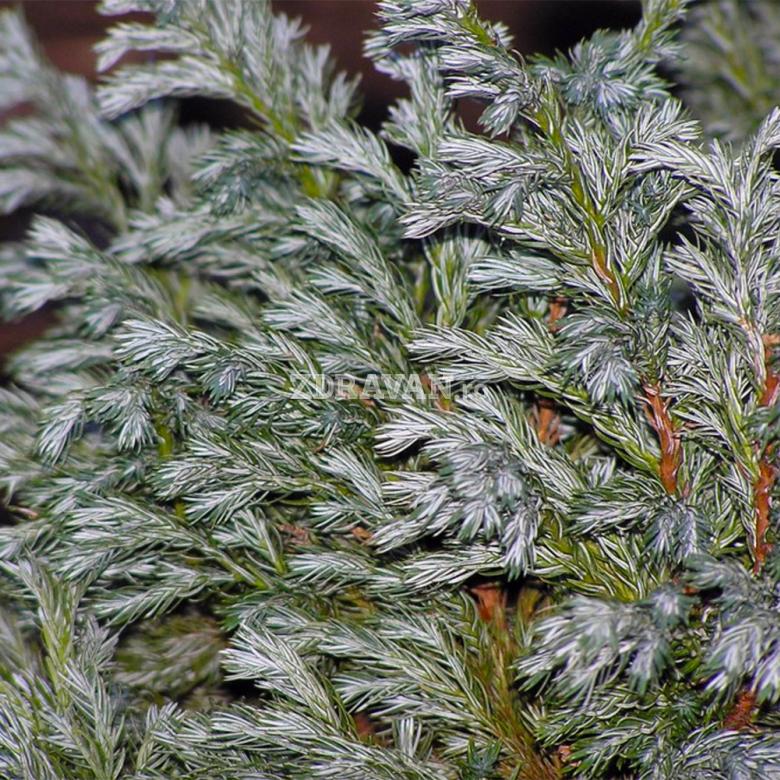 Chamaecyparis pisifera „Boulevard”