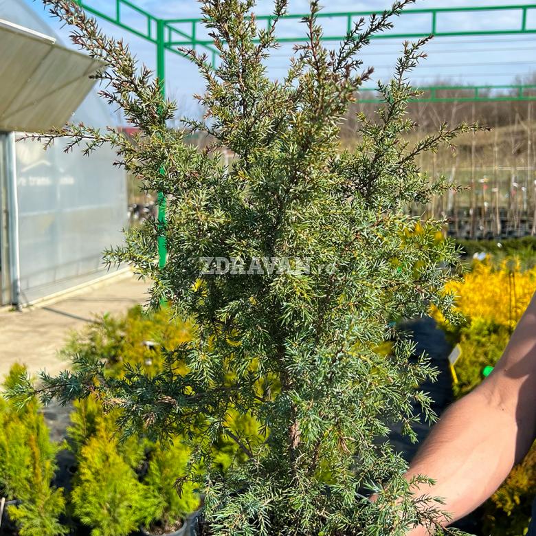Juniperus communis „Hibernica” | Zdravăn