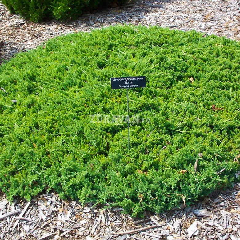 Juniperus procumbens „Nana”