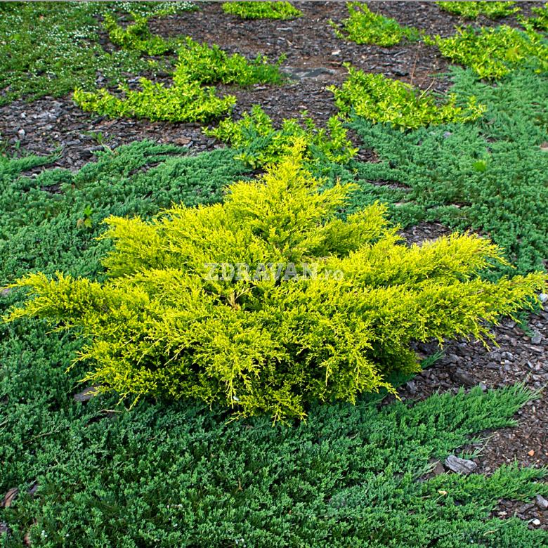 Juniperus × pfitzeriana „Old Gold”