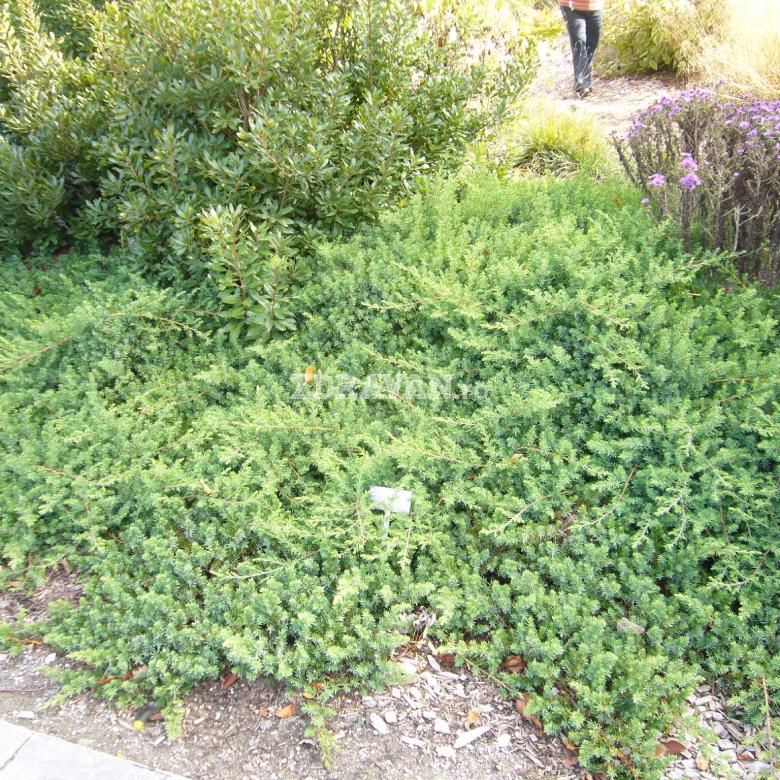 Juniperus conferta „Blue Pacific”