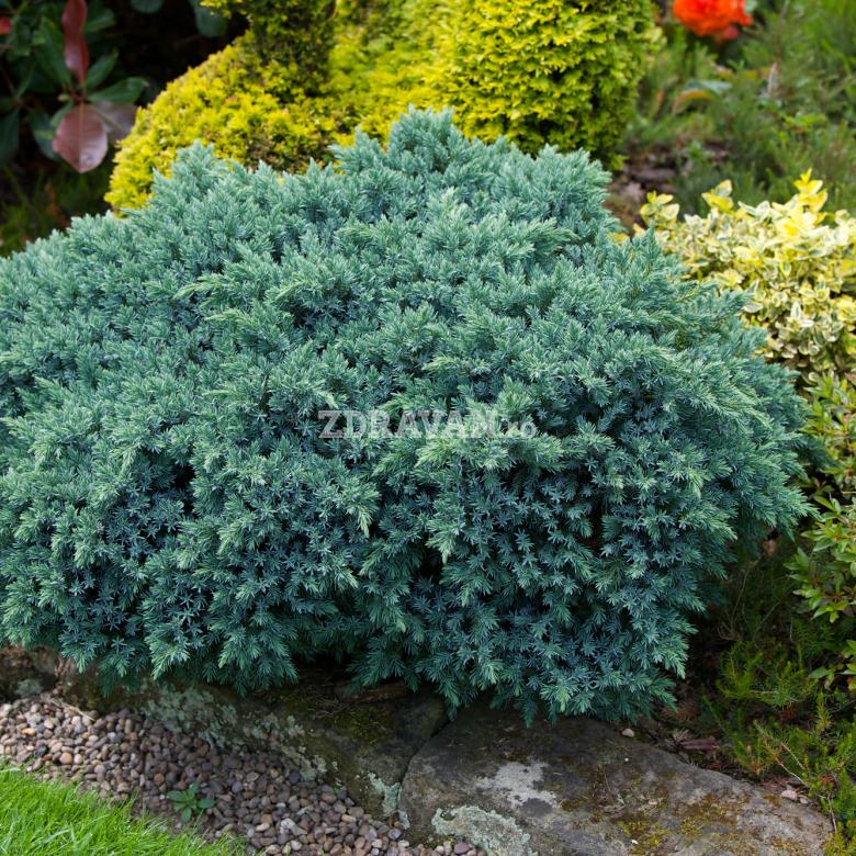 Juniperus squamata „Blue star”