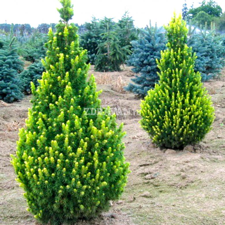 Picea glauca Rainbow's End