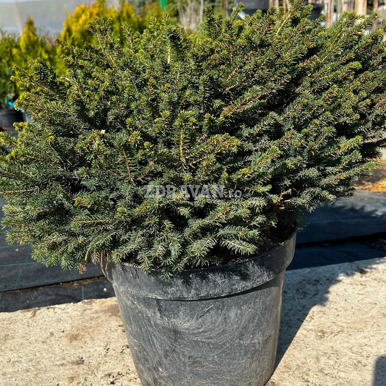Picea omorika Karel