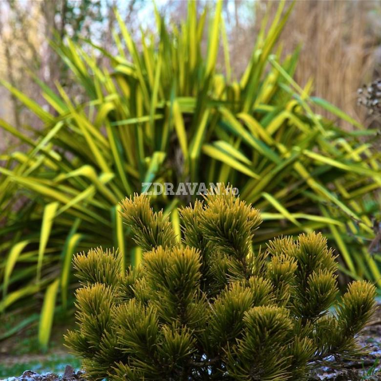 Pinus mugo ”Winter Gold” într-un contrast superb cu Yucca