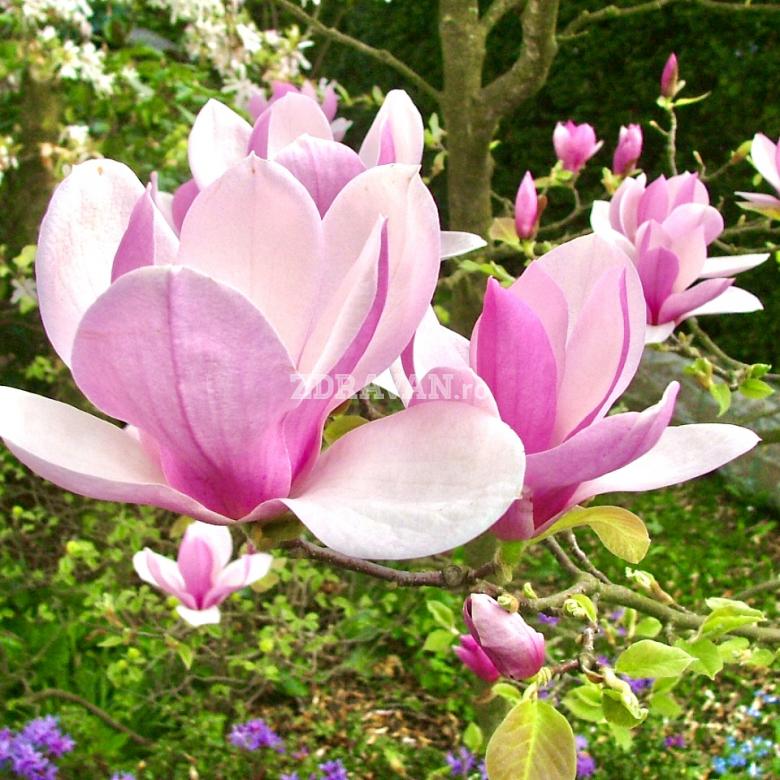 Magnolia „Soulangeana”