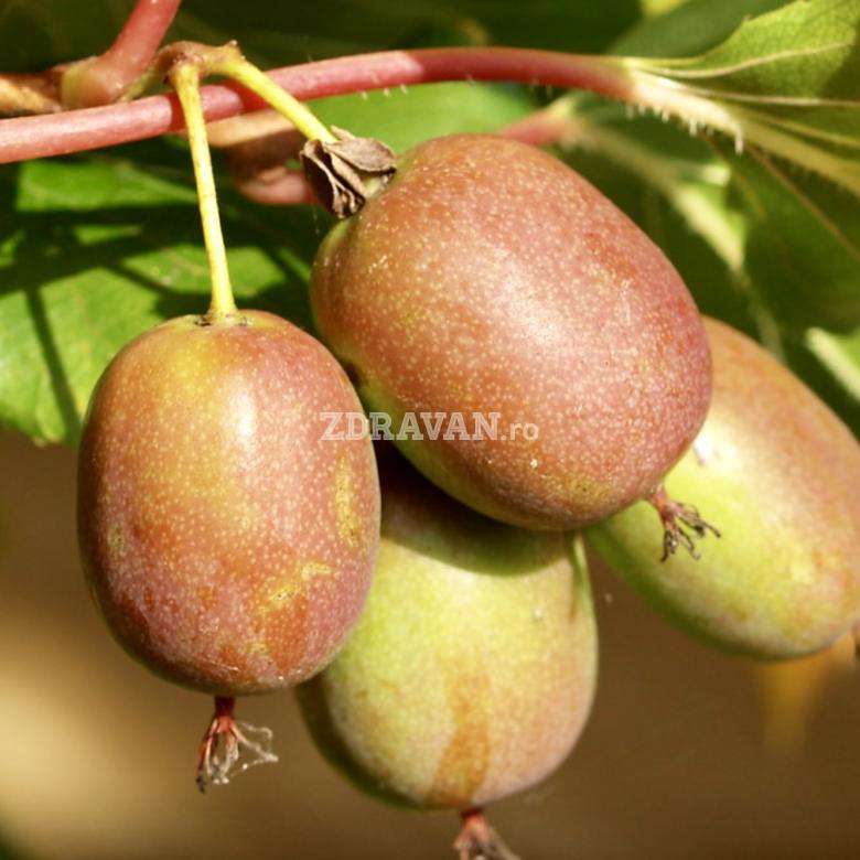 Kiwi