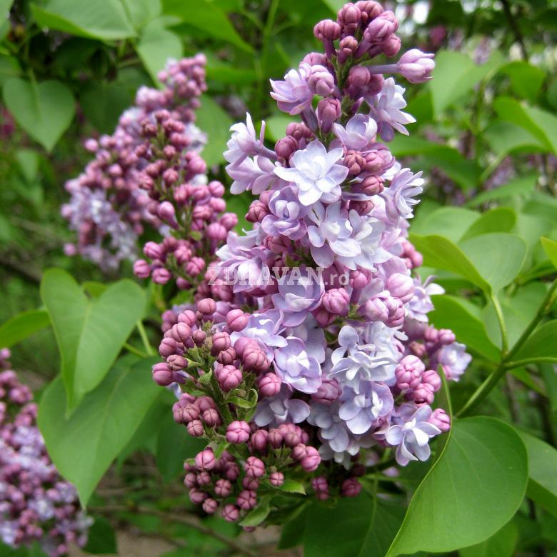Liliac cu flori bătute