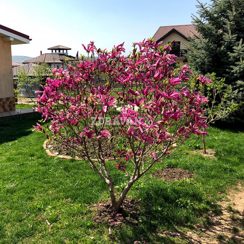 Magnolia obovata „Purpurea”