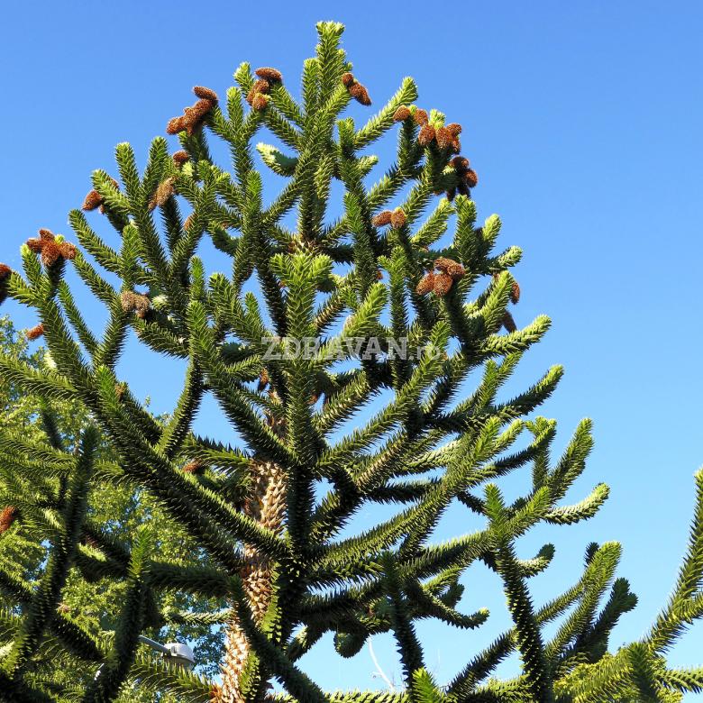 Pin de Chille (Araucaria)