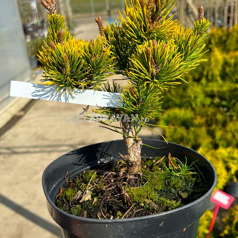 Pinus mugo 'Winter Gold'