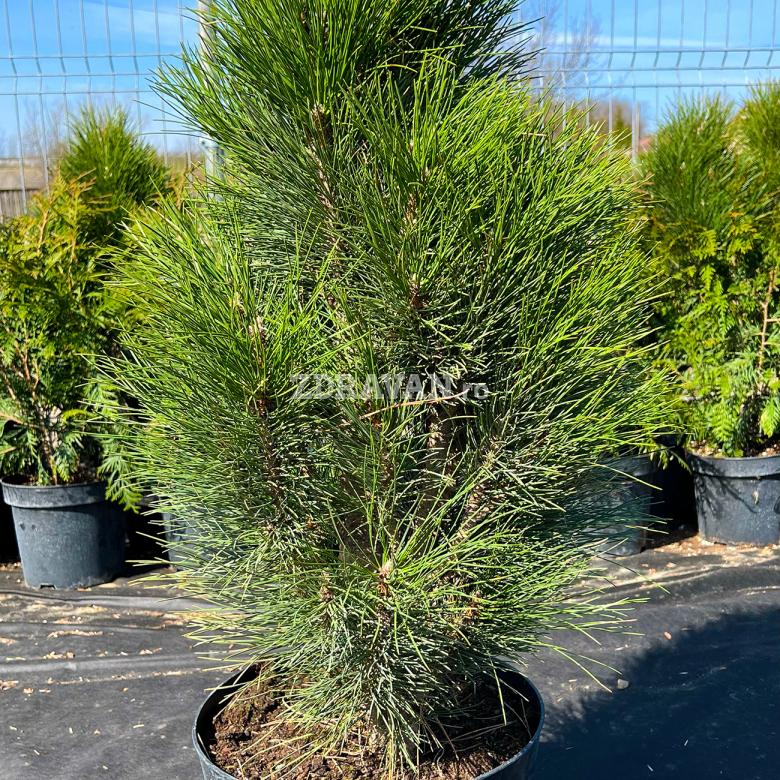 Pinus nigra „Green tower”