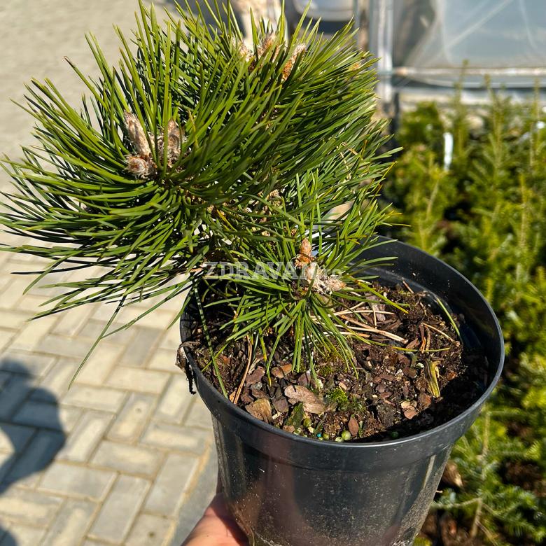 Pinus nigra „Nana”