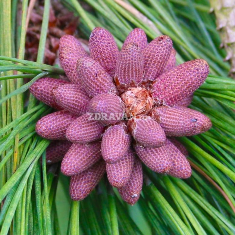 Pinus ponderosa