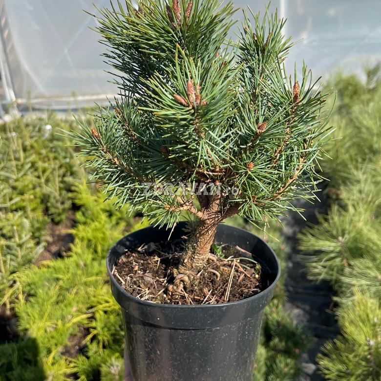 Pinus silvestris „Watererii”