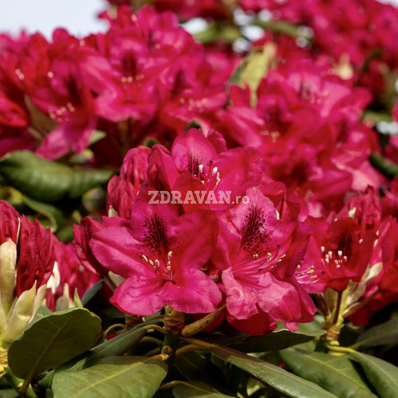 Rhododendron roșu