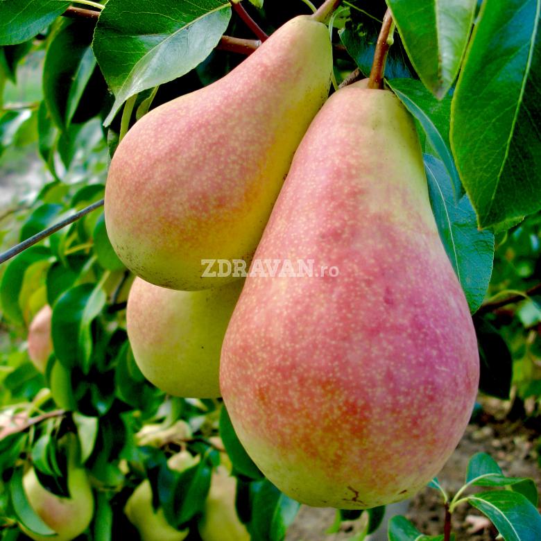 Păr Harrow Sweet