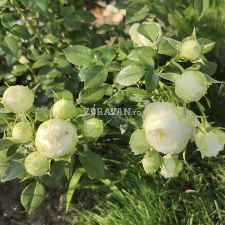 Lemon peony