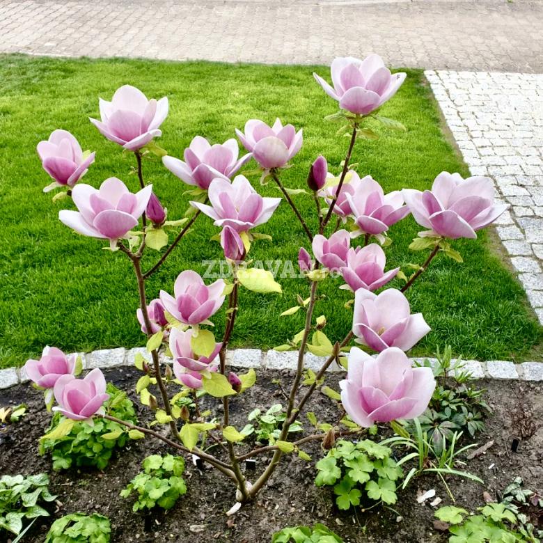 Magnolia Cameo de 5 ani