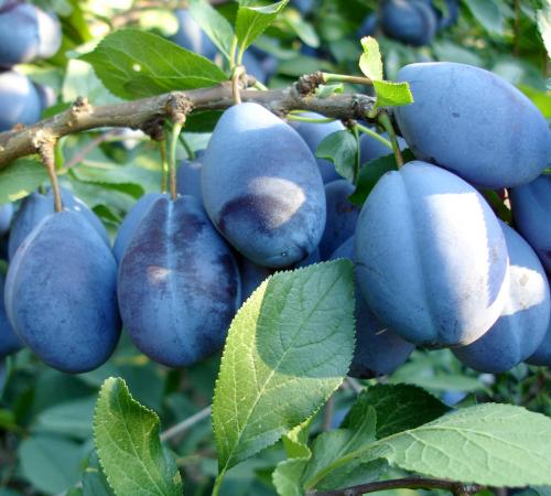 Cele Mai Bune Soiuri De Prune Pentru Tuica Palinca Rachiu Horticultorul Ro