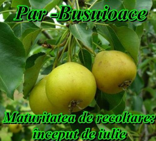 Pere Busuioace