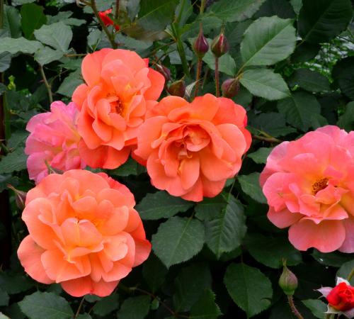 Westerland Westerland