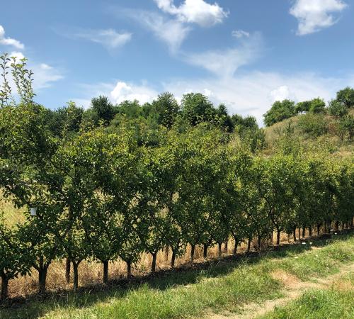 Peri formați în gard belgian