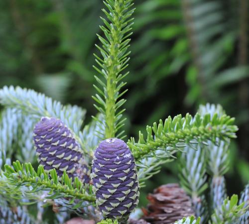 Abies Koreana