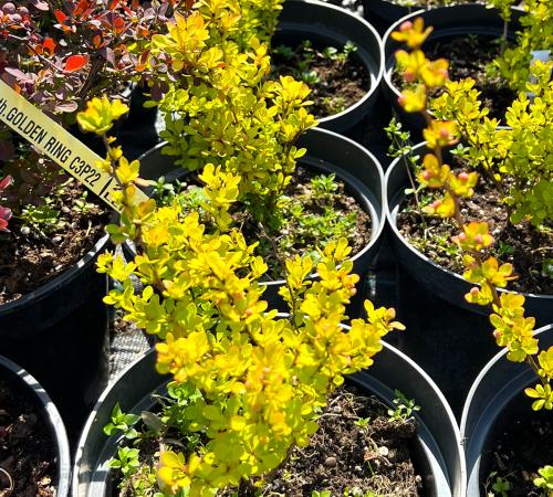 Berberis aurea